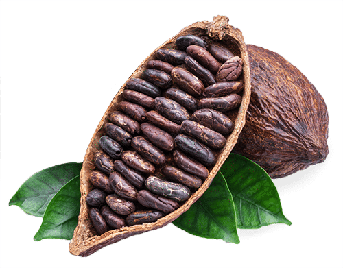 fève de cacao